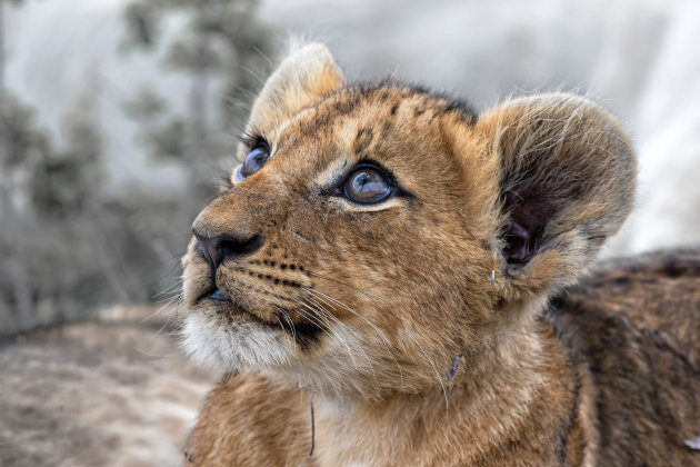 nieuwsgierige welp in Sabi Sands