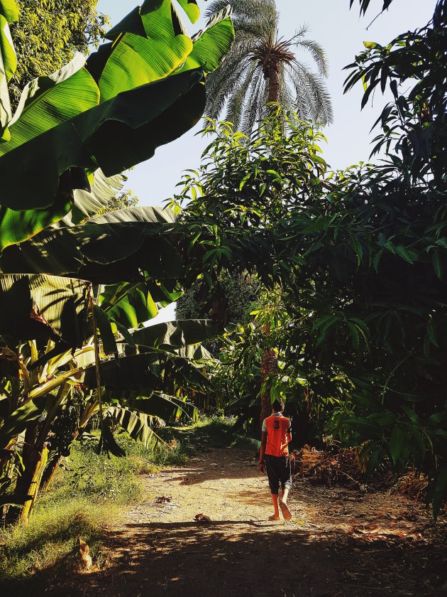 Banana Island, vers geplukte bananen eten. 