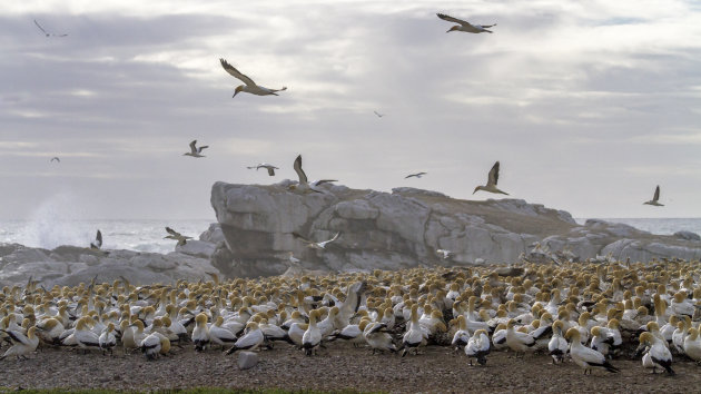 Bird Island