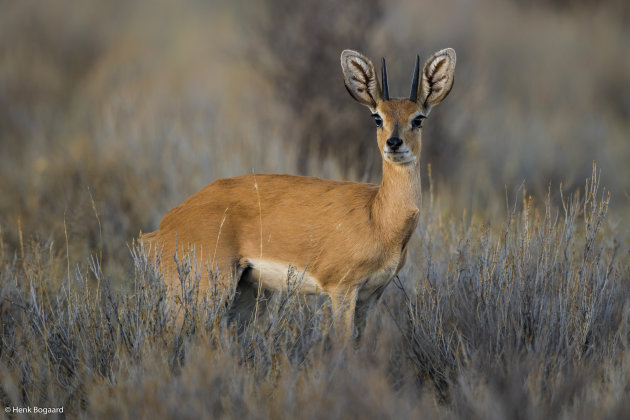 steenbok in Kgalagadi