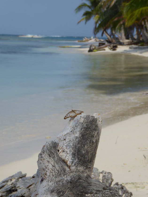 Wilde dieren spotten op het San Blas eiland Chichime