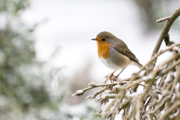 Roodborstje in de sneeuw