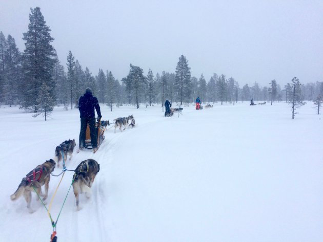 Huskytocht door het Zweedse sprookjeslandschap