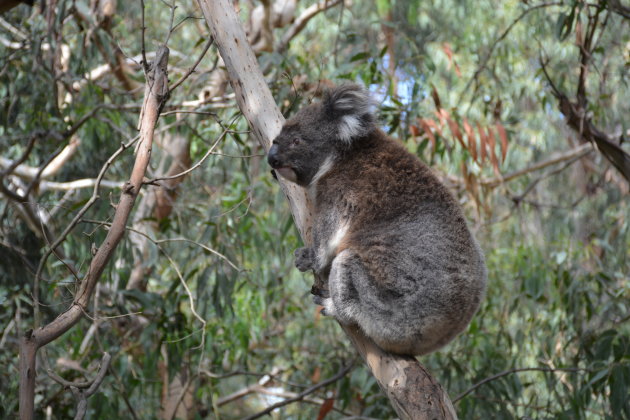 Teddybeer van Australië 