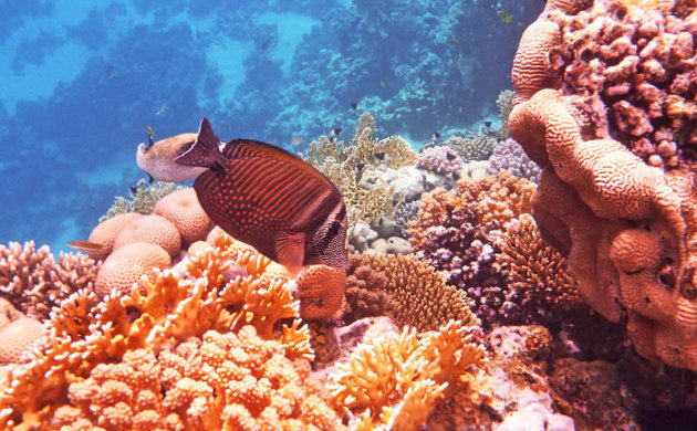 De mooie onderwaterwereld van de Rode Zeekust