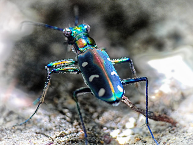 Colourful beetle