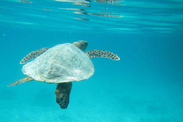 Zeeschildpad Meeru island huisrif