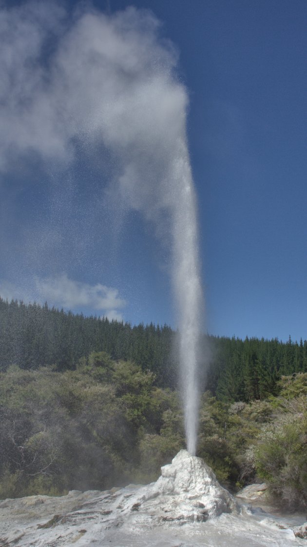 Lady Knox Geyser