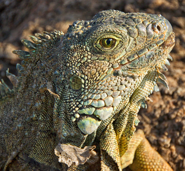 Groene Iguana ogen