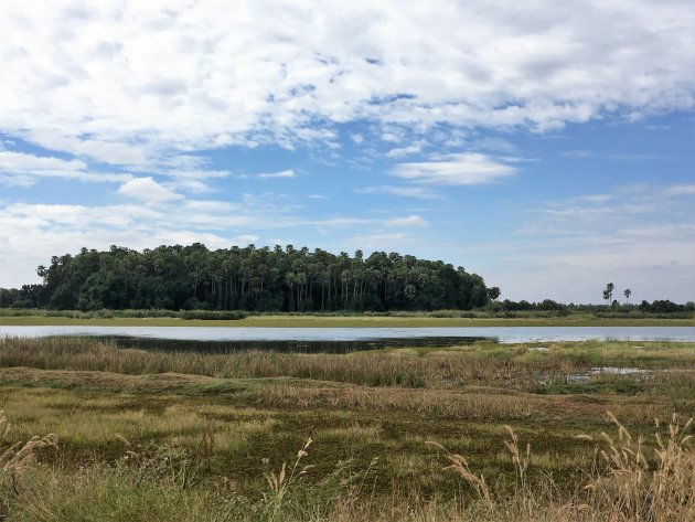 Eiland in moerasgebied.