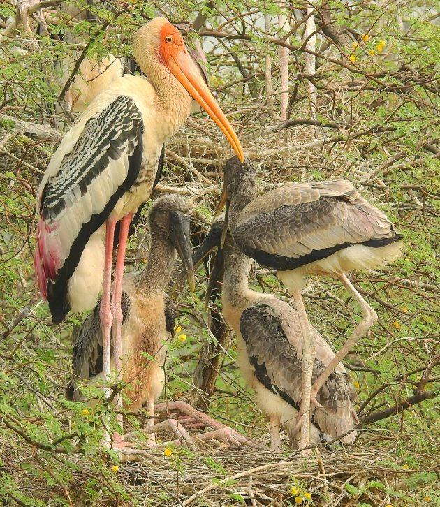 Painted stork met jongen. 