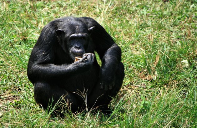 Chimp in Kibale Forest NP