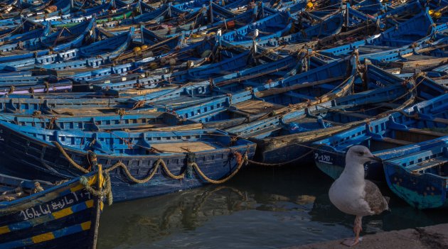 De meeuwen van Essaouira