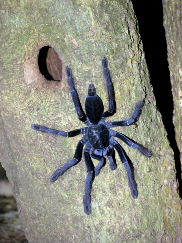 Tarantula