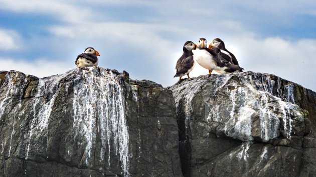 Farne islands: een paradijs voor puffins