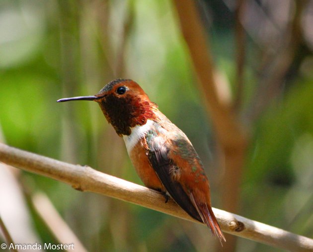 Teeny tiny Hummingbird