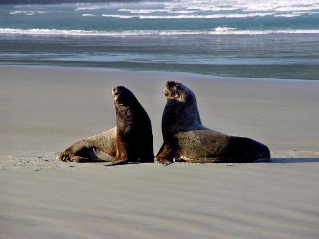 Whakahao's op Otago Peninsula