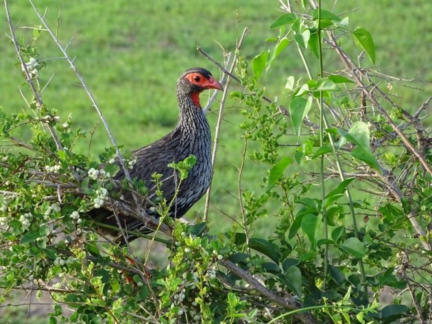 Vroege vogels 