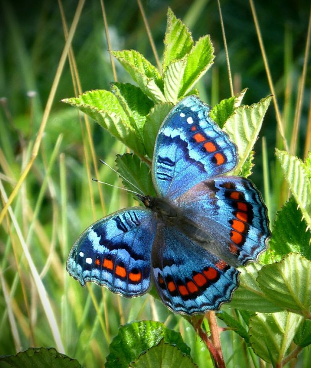 Blauwe vlinder