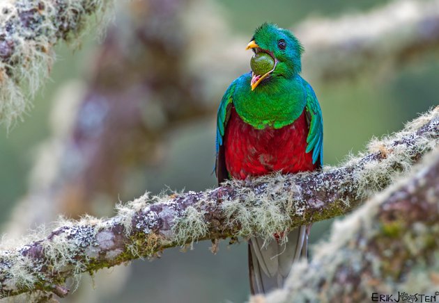 Resplendent Quetzal 