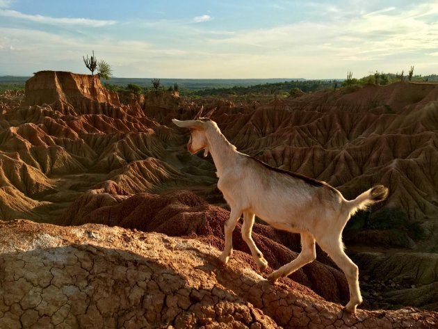 Goat on the edge Tatacoa