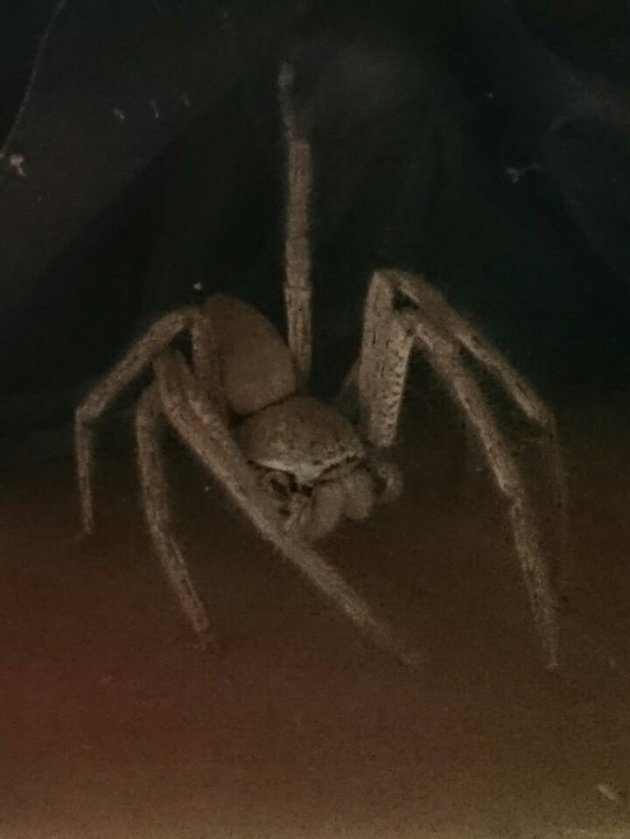 Huntsman spider