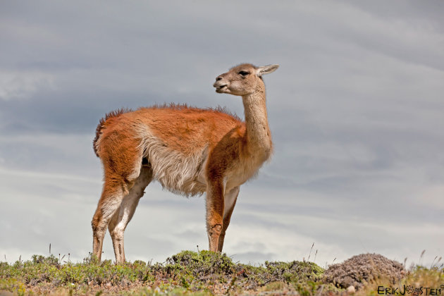 Poserende Guanaco 