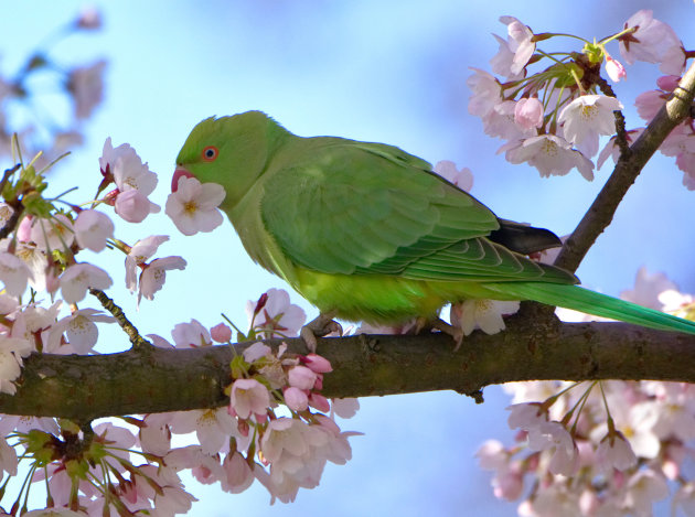 A Lovebird