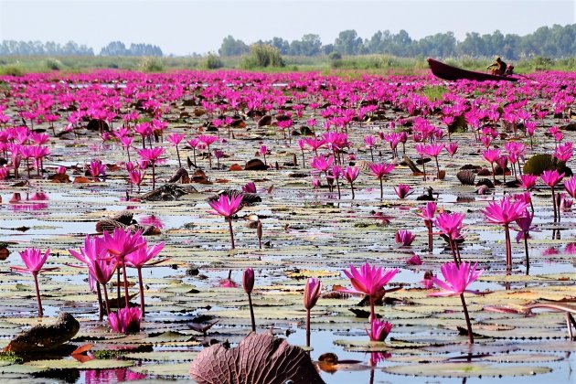 Meer vol lotusbloemen.