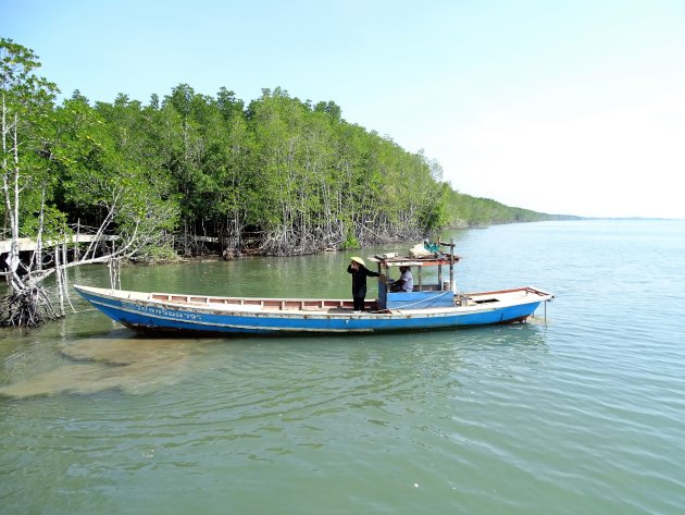 Mangrove bossen