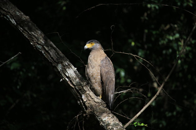 Serpent Eagle