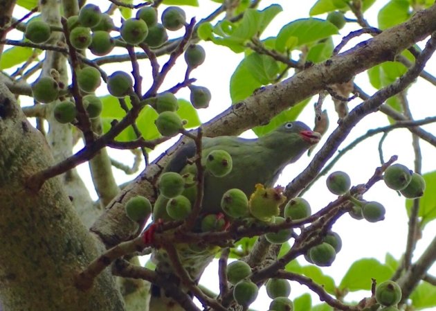 Afrikaanse Groene Duif 