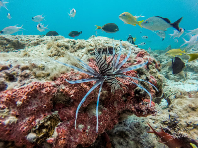 Lionfish jagen op aruba.