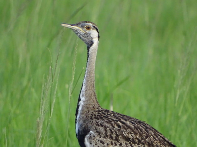 Black-bellied Bustard