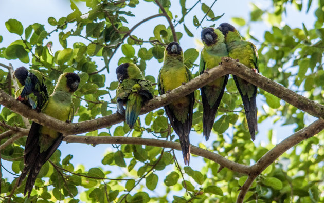 6x groen in het groen