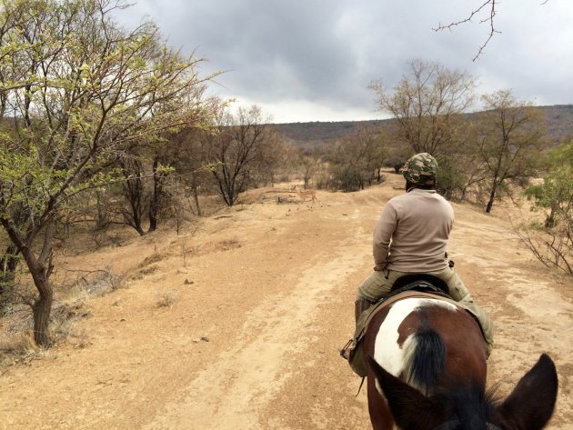 Te paard op safari