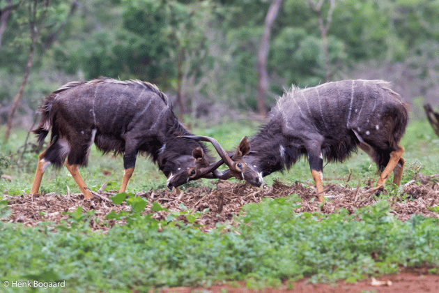 Nyala gevecht in Zimanga GR