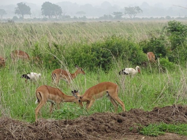 Verlangen naar de wildernis 