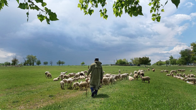 Schaapherder in Gagaoezië