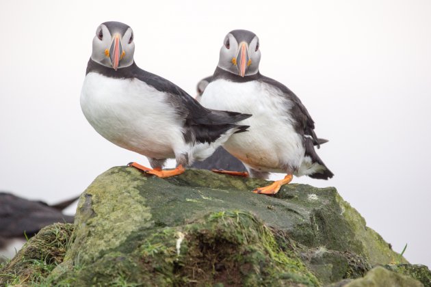 Puffins op Faroer eilanden