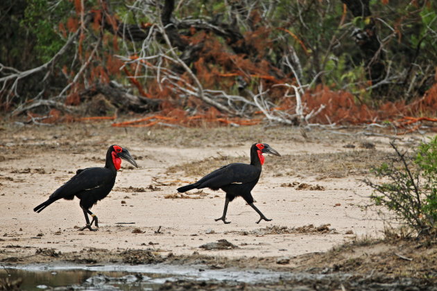 Southern ground hornbill