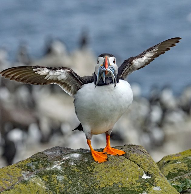 Etensvlucht op de Farne eilanden