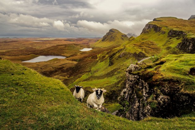 Zwartkopschapen op de Quiraing