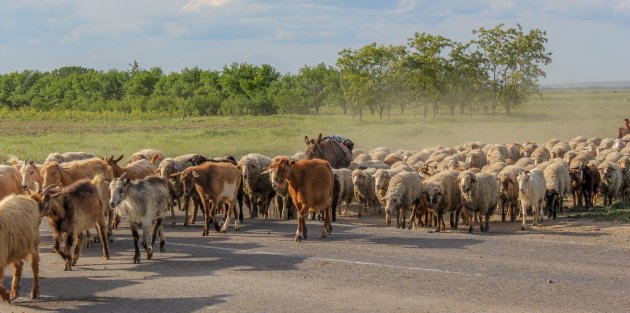 Overstekende kudde in de Donau-delta