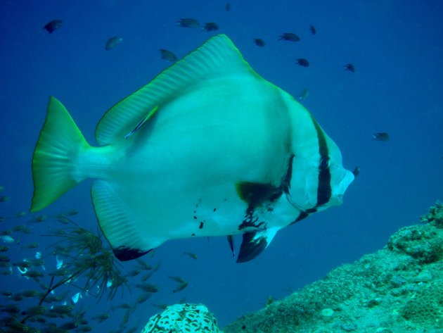 Spadefish/Batfish