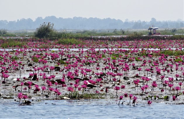 The Lake of The Red Lotuses