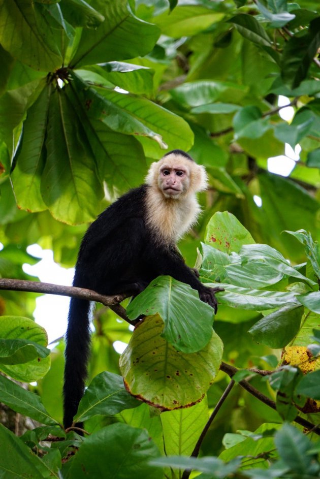 Manuel Antonio