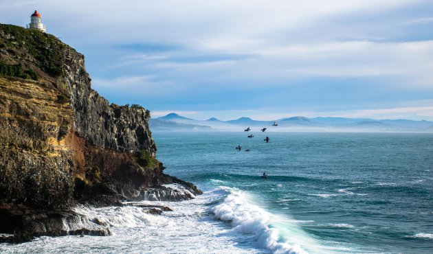 Albatrossen spotten op de Otago Peninsula