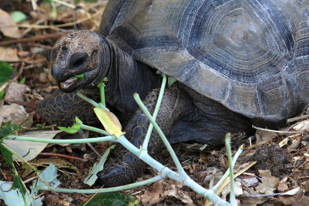 Aldabra-reuzenschildpad