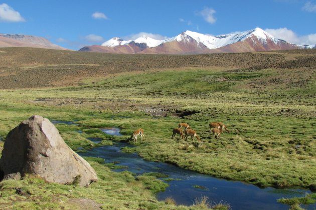 Onderweg in Lauca